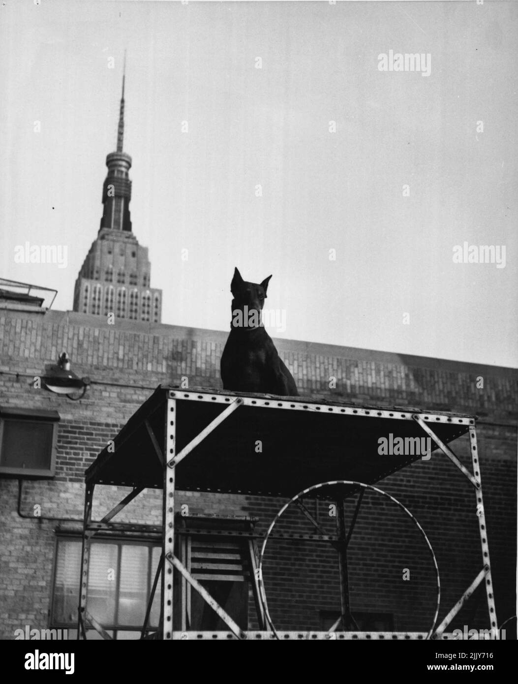 Pooch Patrol (terzo di sette) -- il famoso Empire state Building si allena sullo sfondo come uno dei cani da orologio Macy prende vita facile sul tetto del negozio. Febbraio 7, 1954. (Foto di United Press). Foto Stock