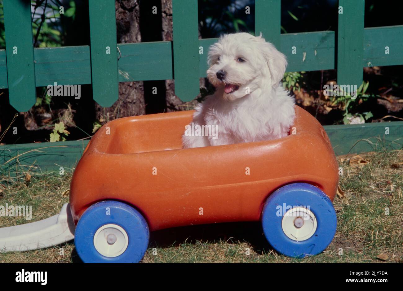 Havanese in auto giocattolo Foto Stock