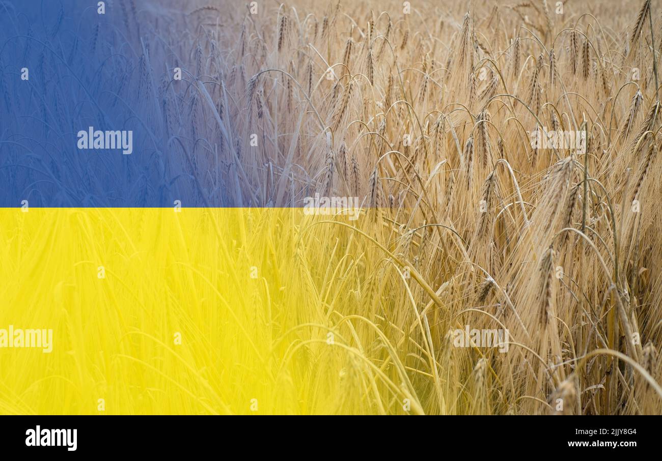 Orzo che cresce naturalmente alla luce del sole e bandiera dell'Ucraina. Campo di cereali dorati. Prezzo del grano elevato, carenza di grano e concetto di crisi alimentare. Foto Stock