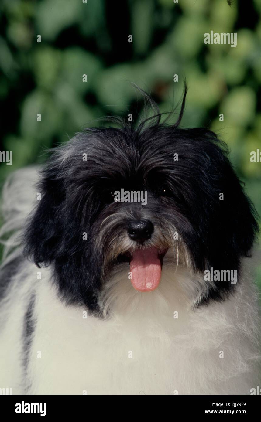 Primo piano di Havanese Foto Stock