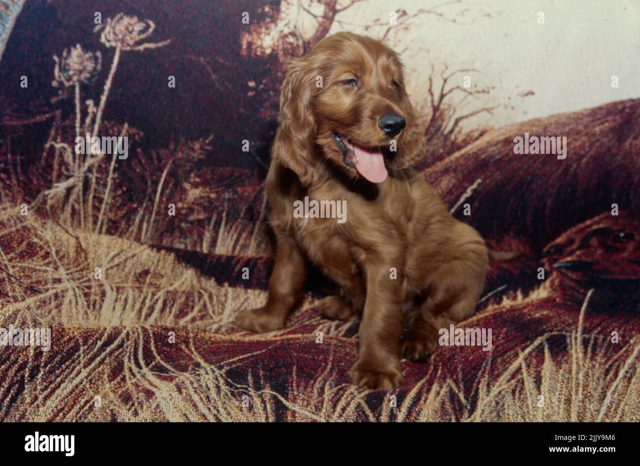 Cucciolo irlandese Setter su coperta Foto Stock