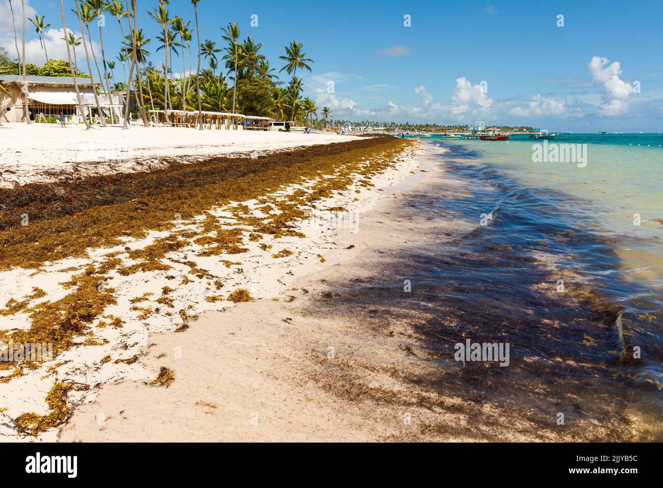 Spiaggia piena di alghe sargassum. Alghe marine Sargassum problema ecologico caraibico. Foto Stock