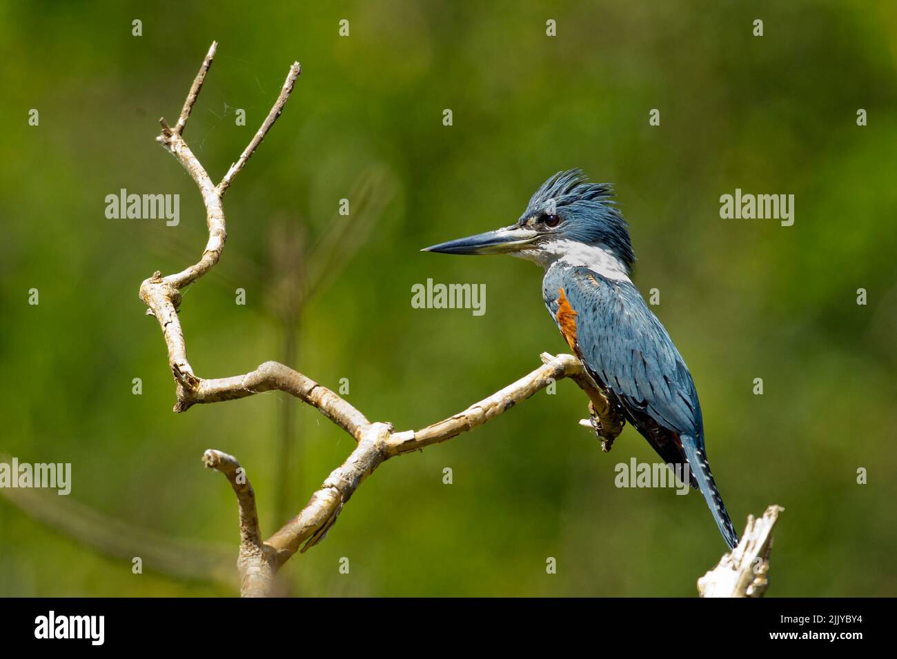 Di inanellare Kingfisher (Megaceryle torquata) Foto Stock
