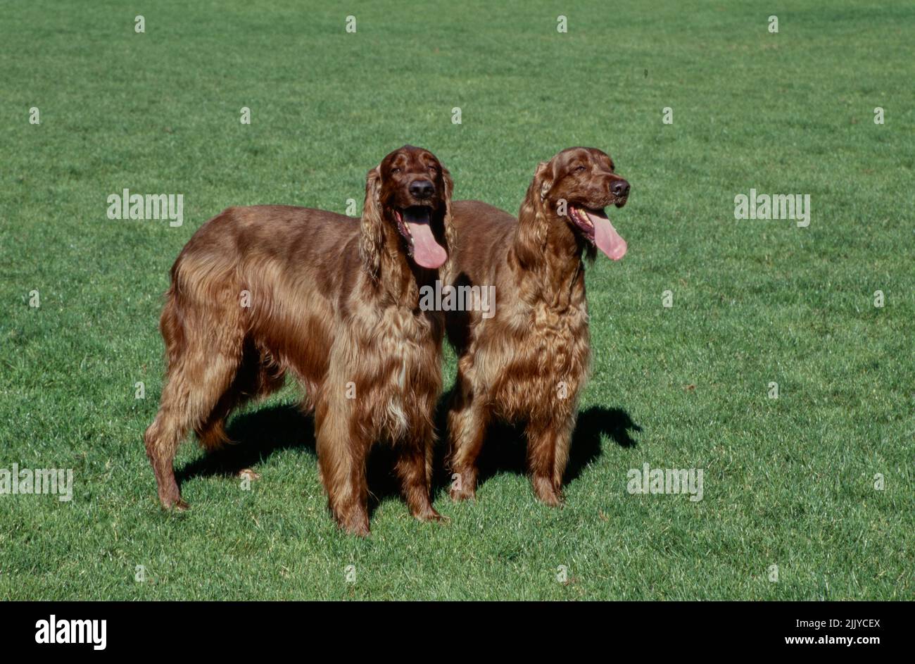 Irish Setters in erba Foto Stock