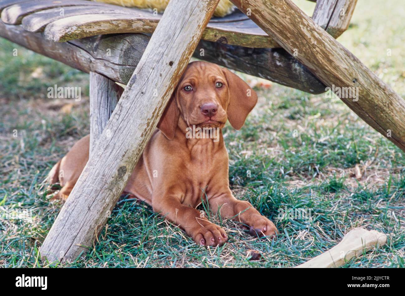 Cucciolo di Vizsla che si posa all'esterno sotto tavola di tronchi Foto Stock