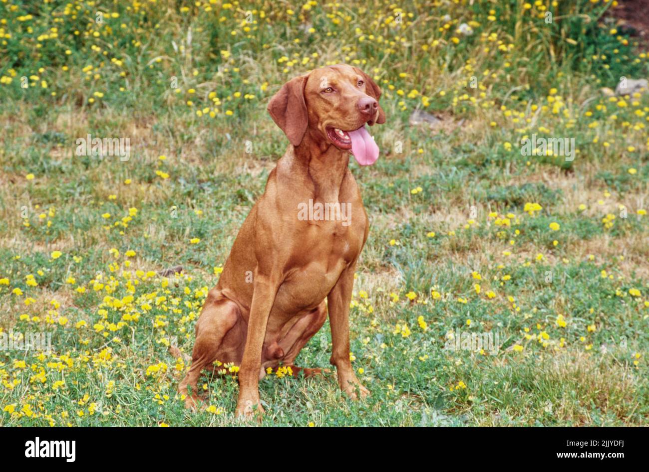 Vizsla seduta in campo all'esterno vicino a fiori gialli Foto Stock