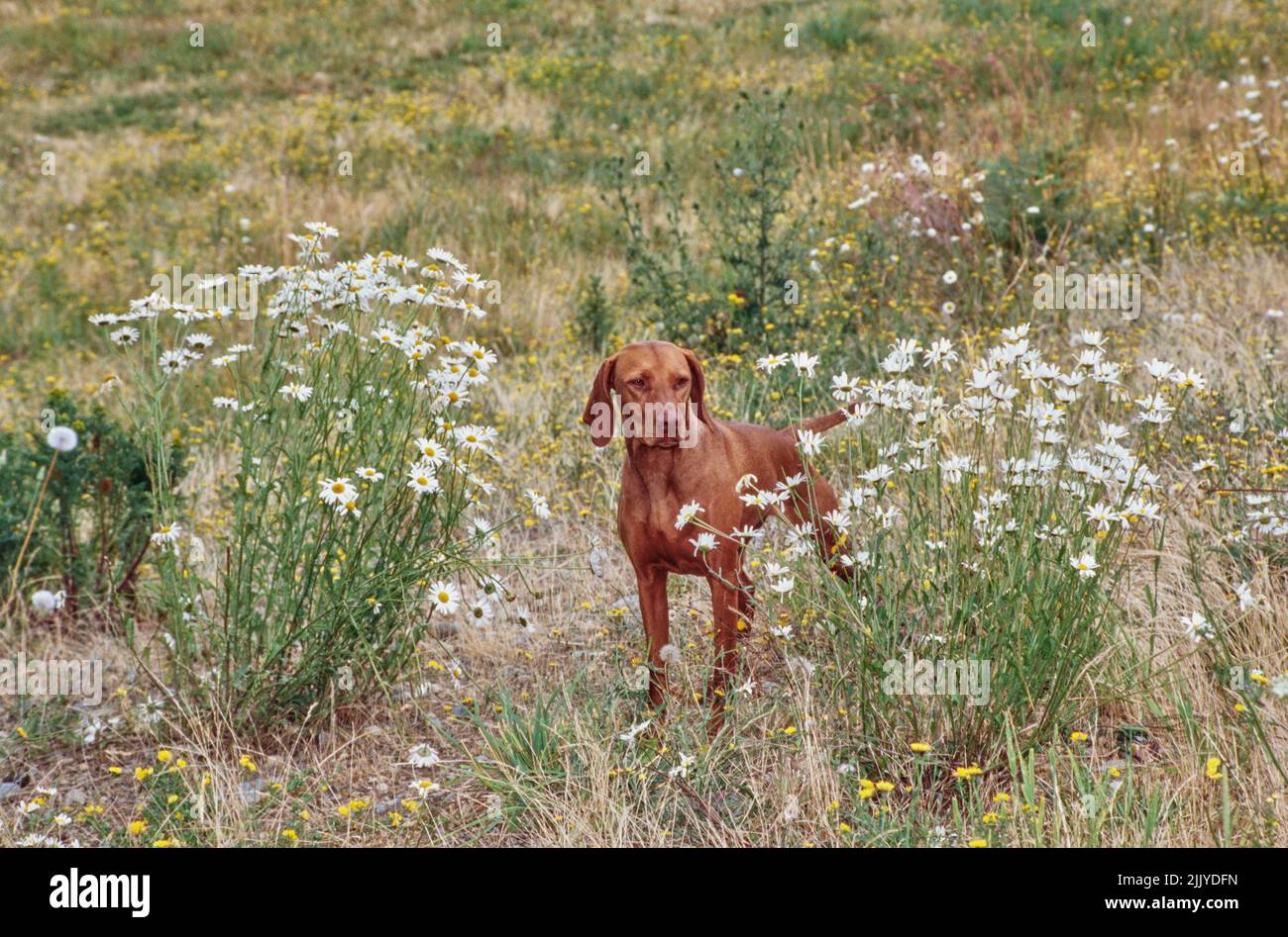 Vizsla in piedi in campo all'esterno vicino a fiori bianchi Foto Stock