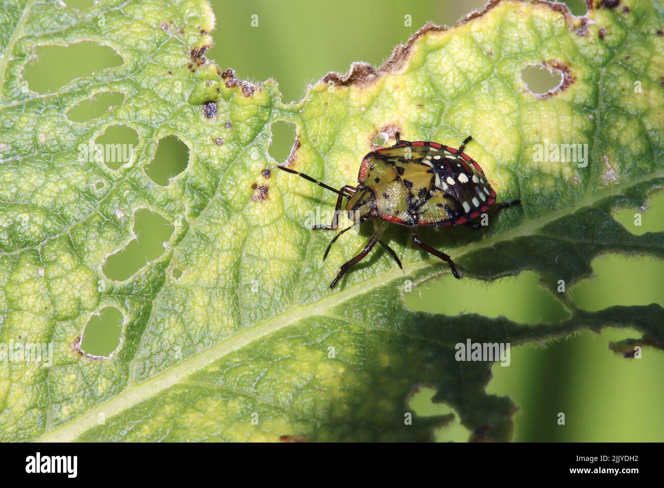 Grüne Reiswanze (Nezara viridula), Nymphe im 4. Stadio Foto Stock