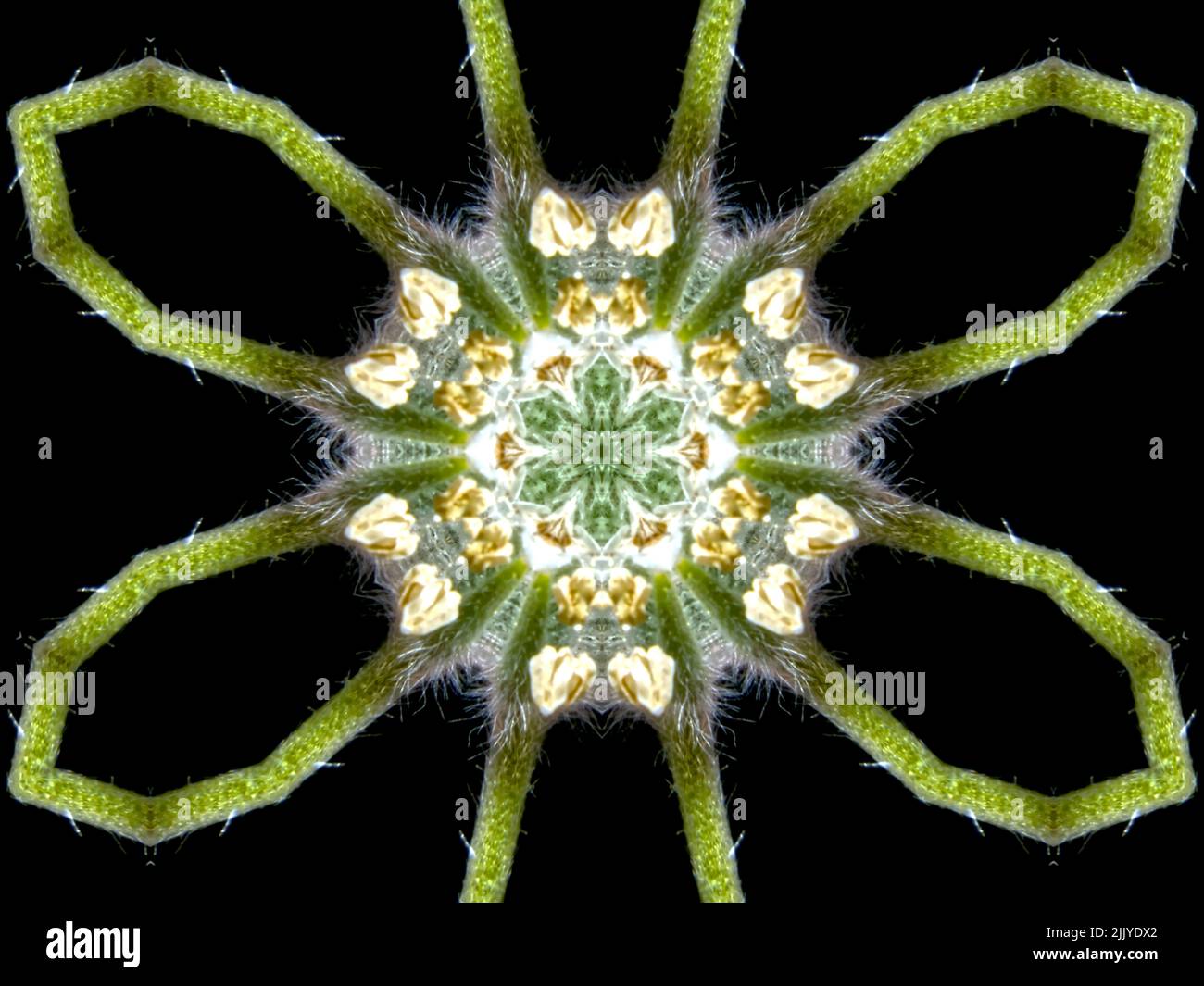 Un modello astratto realizzato applicando il mirroring frattale a una foto di un fiore selvatico fuzzy. Foto Stock