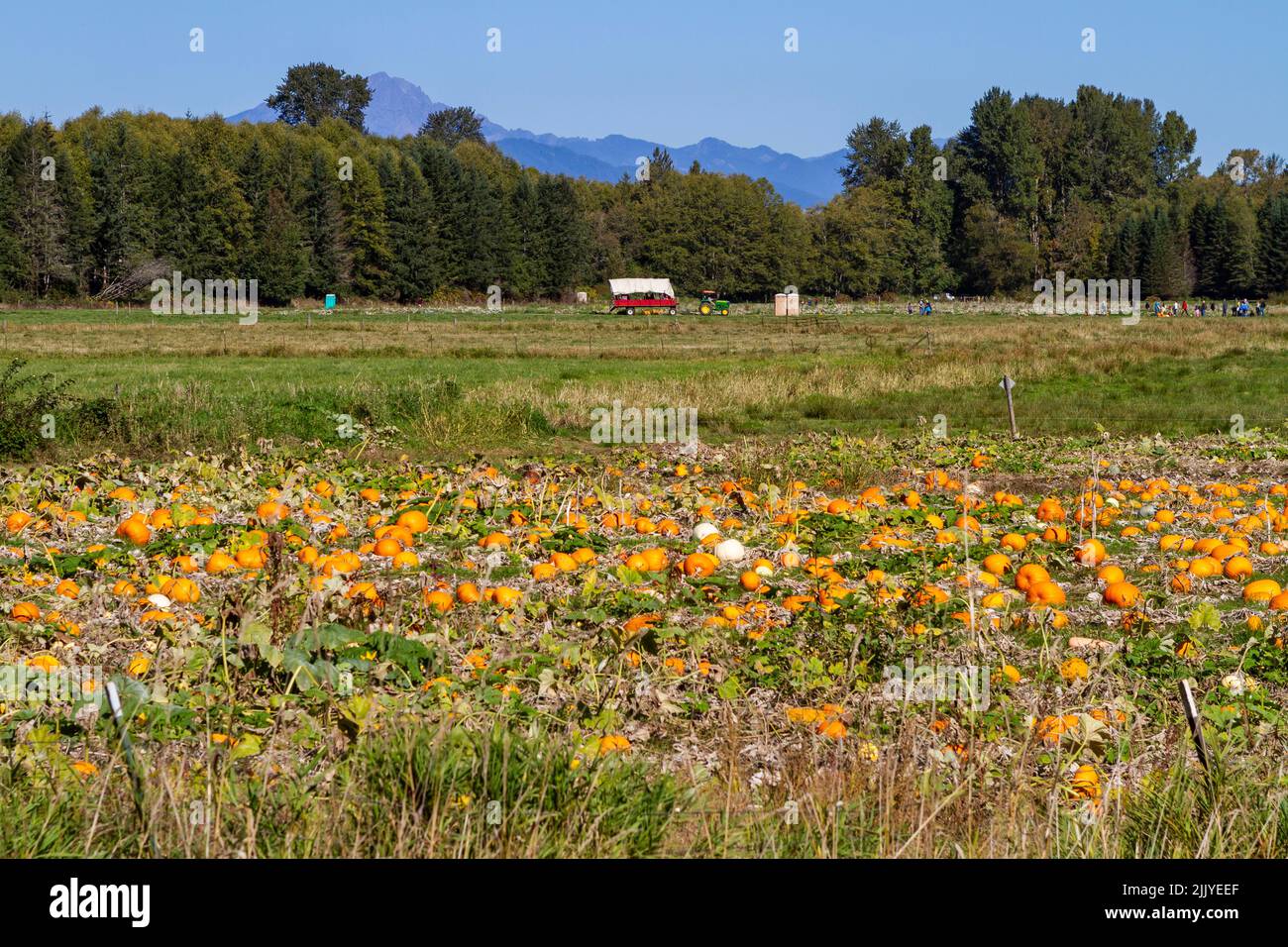 Una toppa di zucca in una fattoria locale occidentale di Washington (USA) è un luogo popolare per le famiglie con bambini da visitare in una giornata di sole nel mese di ottobre. Foto Stock