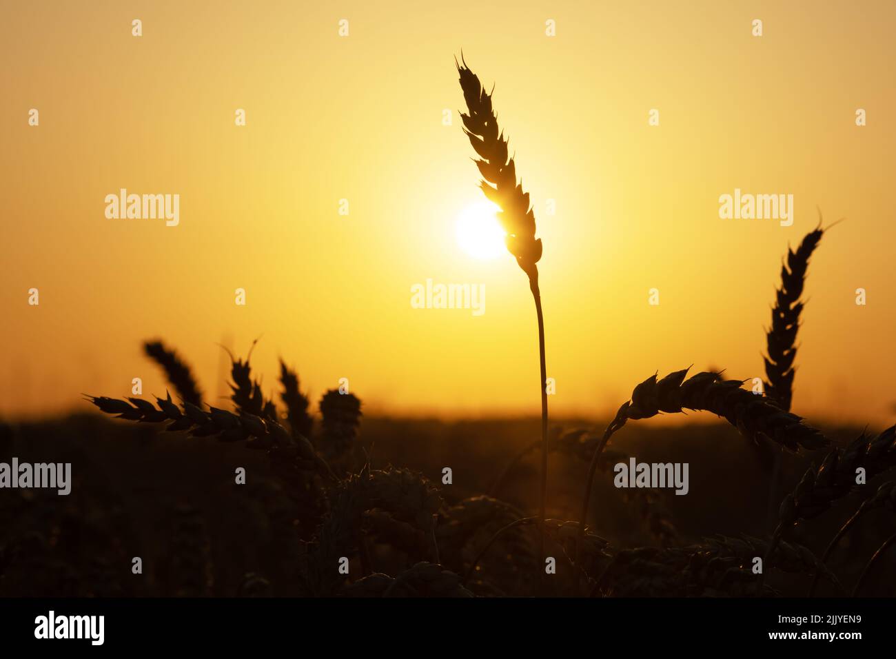 Spikelets di grano maturo su campo dorato che risplendente dalla luce arancione del tramonto. Sfondo industriale e naturale. Ucraina, Europa Foto Stock