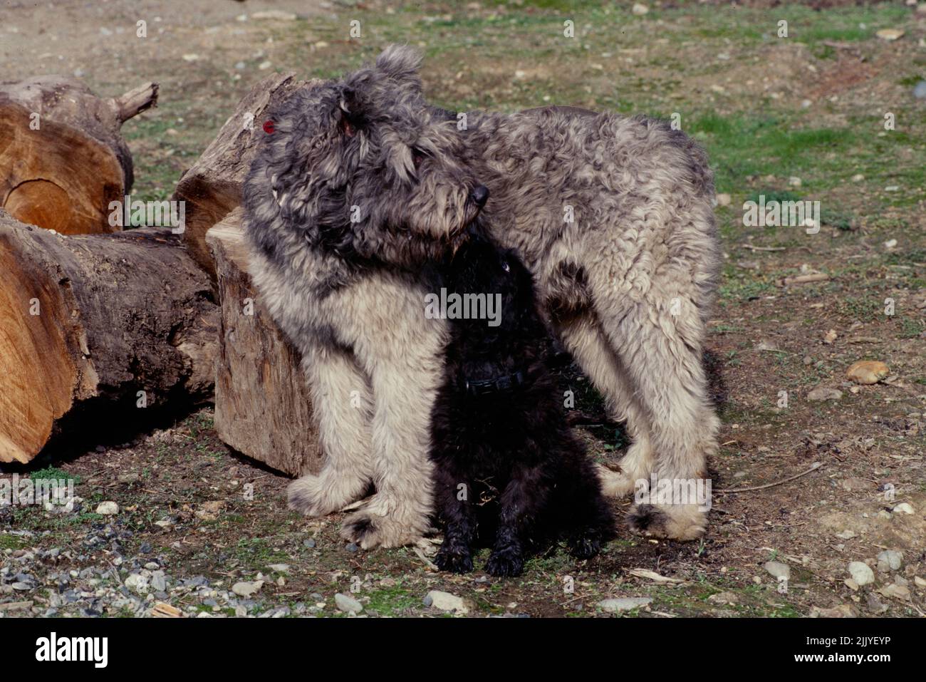 Bouvier cane in piedi con cucciolo Foto Stock