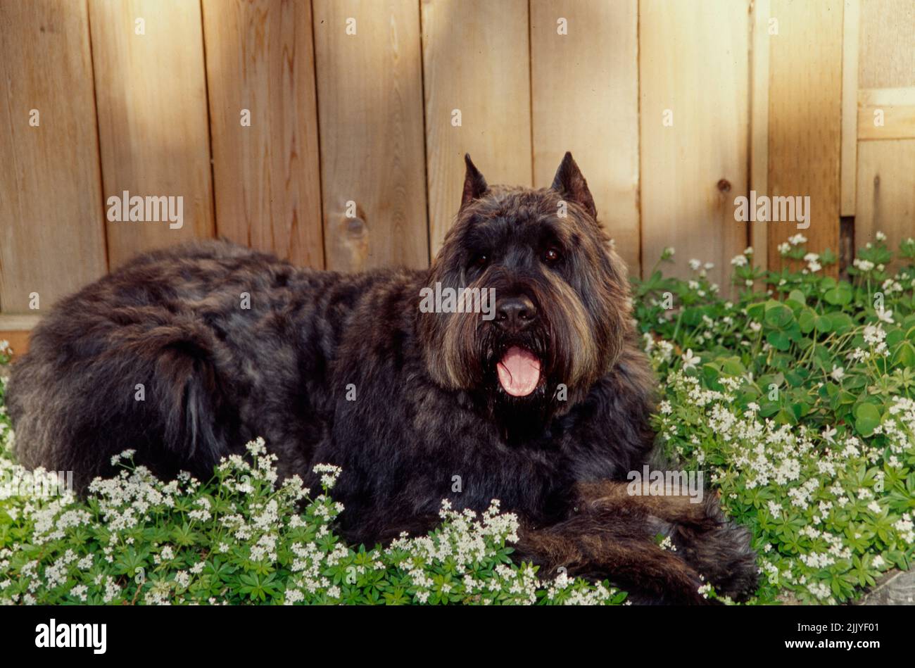 Bouvier che si trova vicino recinzione su fiori bianchi Foto Stock