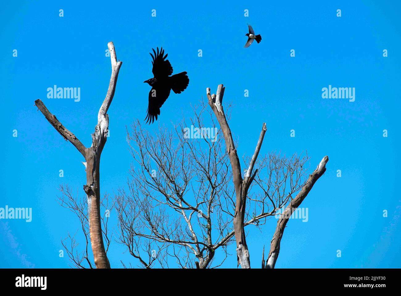 Un Noisy Miner australiano (Manorina melanocephala) che tenta di attaccare un Raven australiano (Corvus coronoides) a Sydney, NSW, Australia (Foto di Tara C Foto Stock