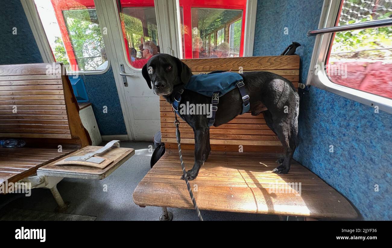 Cane che salirà sul famoso treno Montenvers nella Valle di Chamonix. Foto Stock