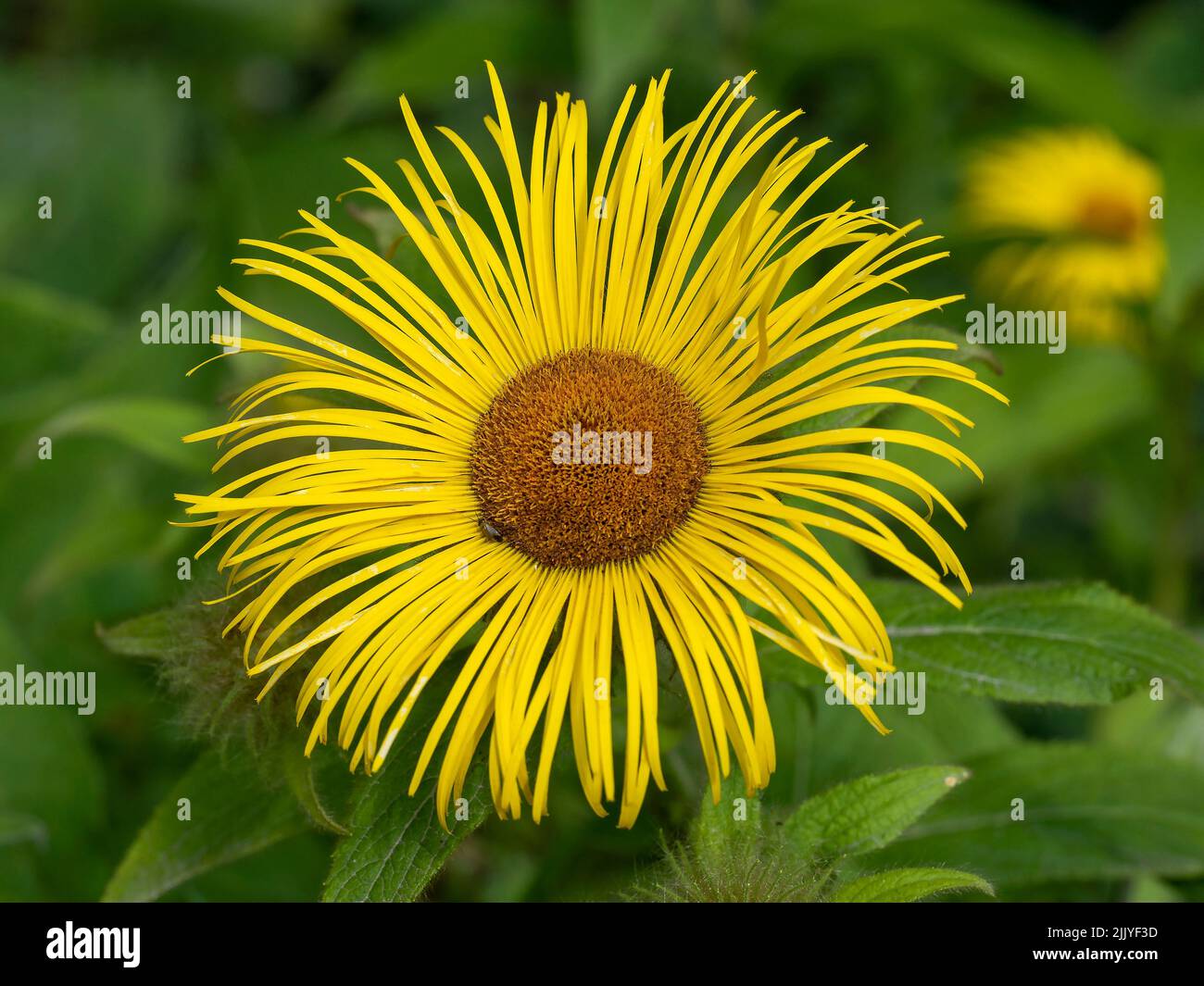 Hookers giallo fleabane fiore closeup, Inula hookeri Foto Stock