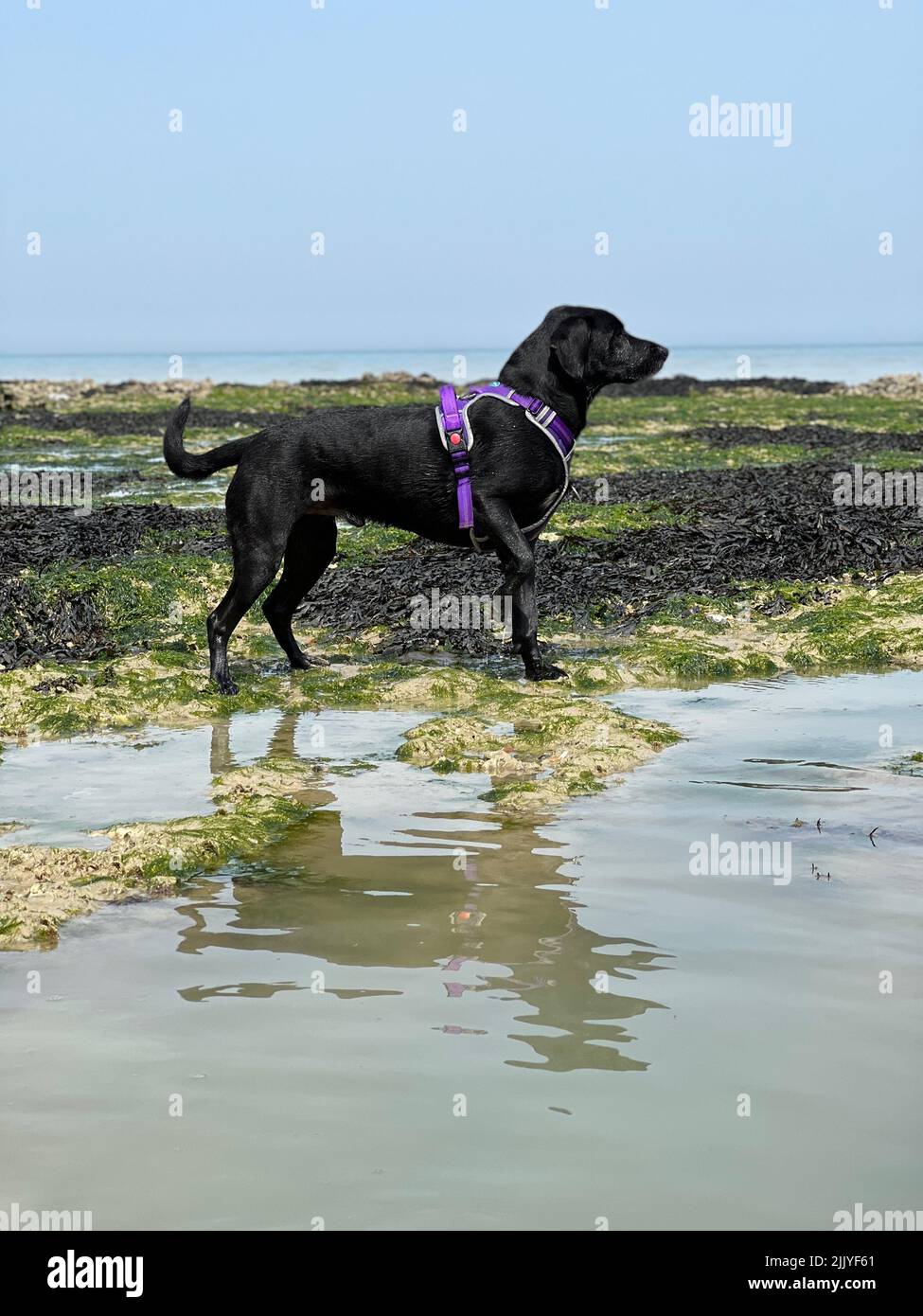 Black labrador cane in posizione di caccia sulla spiaggia Foto Stock