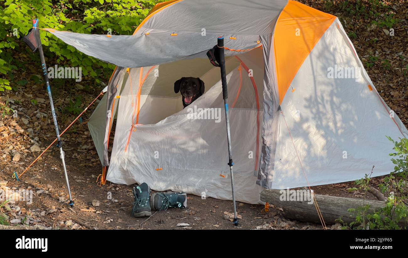 Un felice cane nero labrador seduto all'interno di una tenda Foto Stock