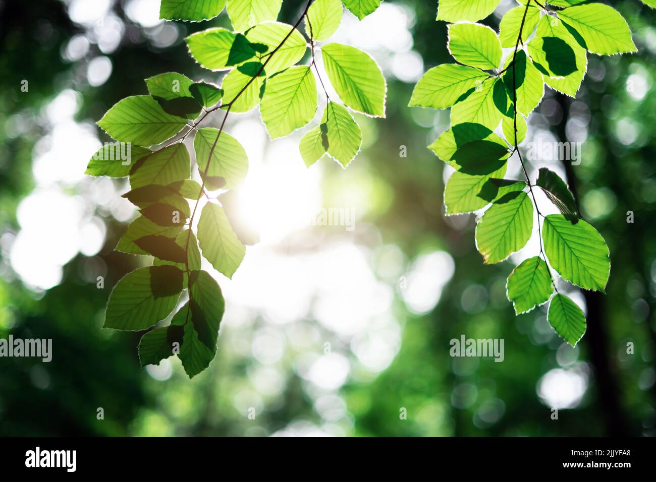 Closeup vista della natura di foglia di faggio verde su ramoscelli primavera su sfondo sfocato nella foresta. CopySpace fa uso come piante verdi naturali e sfondo ecologico Foto Stock