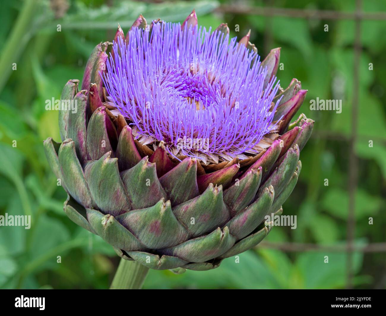 Carciofo in fiore con petali viola in giardino Foto Stock