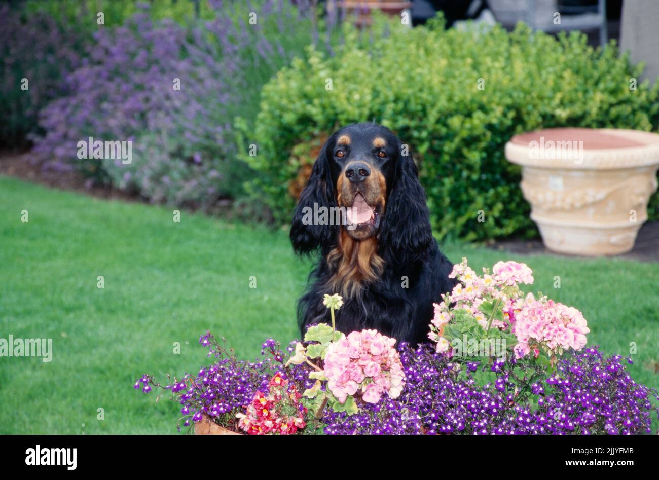 Gordon Setter seduta in giardino vicino vaso di fiori Foto Stock