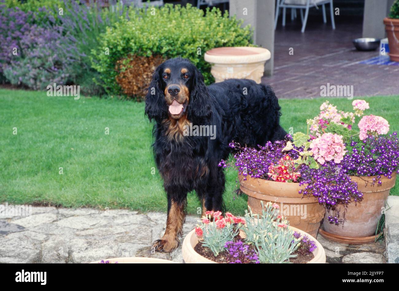 Gordon Setter in piedi in giardino vicino vaso di fiori Foto Stock