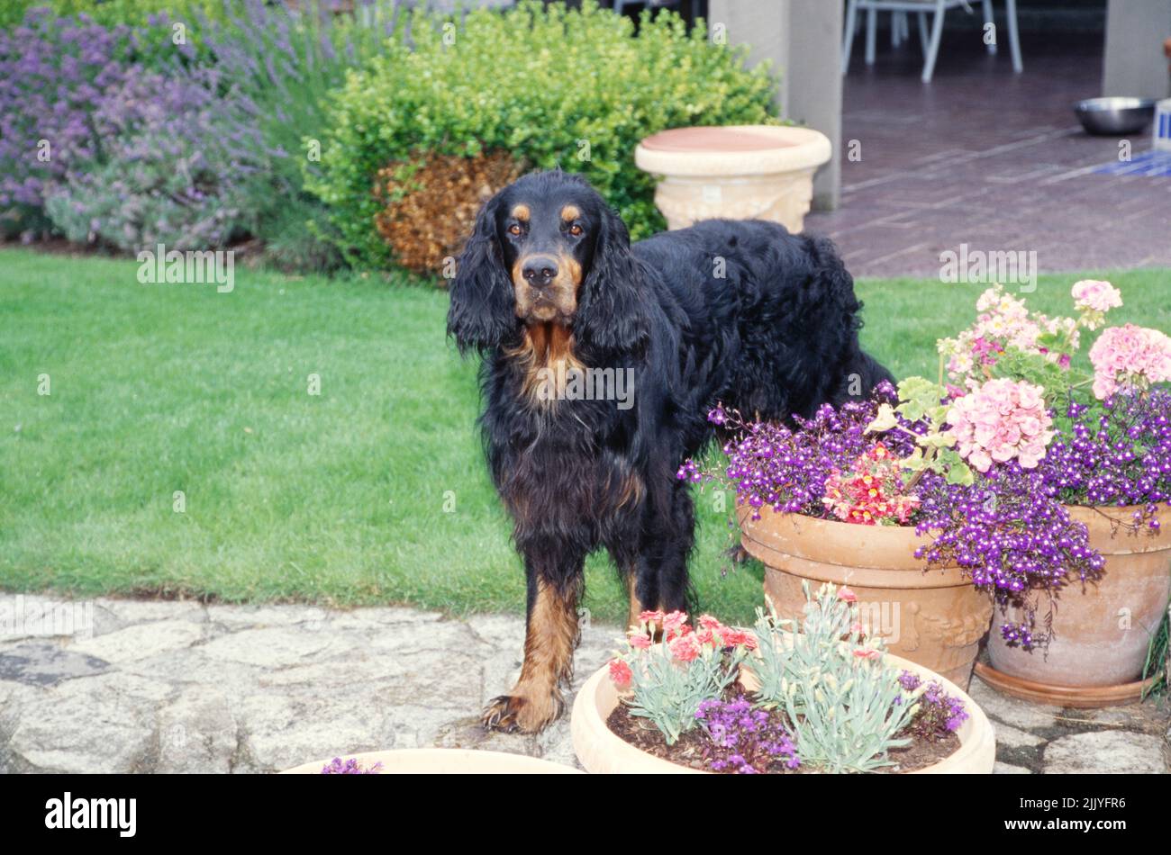 Gordon Setter in piedi in giardino vicino vaso di fiori Foto Stock