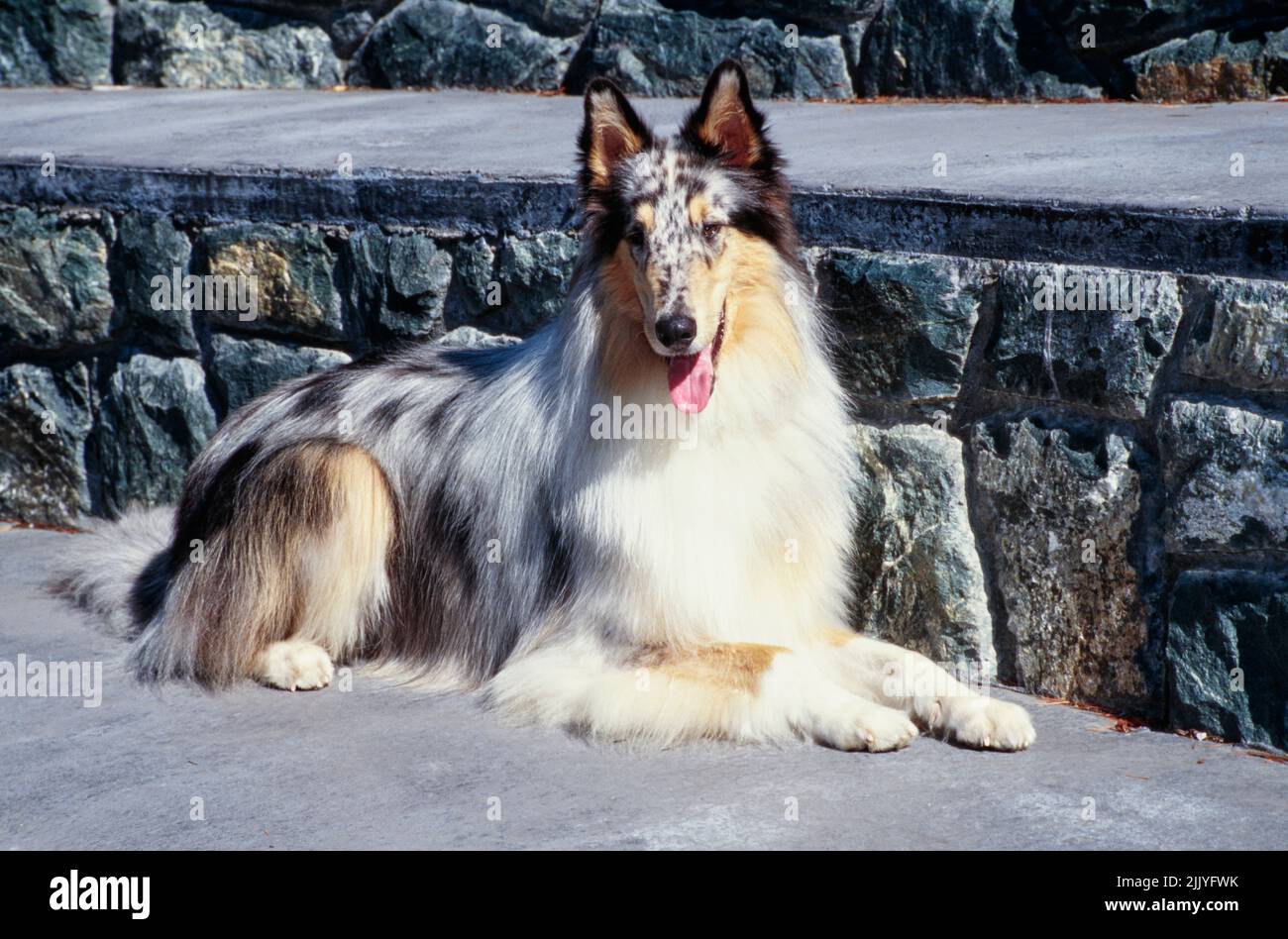 Cane Collie adagiato su calcestruzzo di fronte al muro di pietra Foto Stock