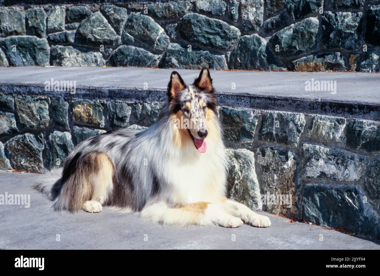 Cane Collie adagiato su calcestruzzo di fronte al muro di pietra Foto Stock