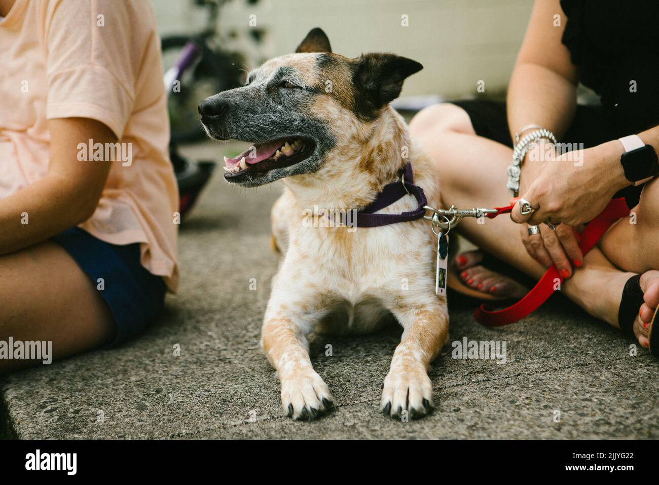 Pastore tedesco mix cane felice seduta con i proprietari Foto Stock