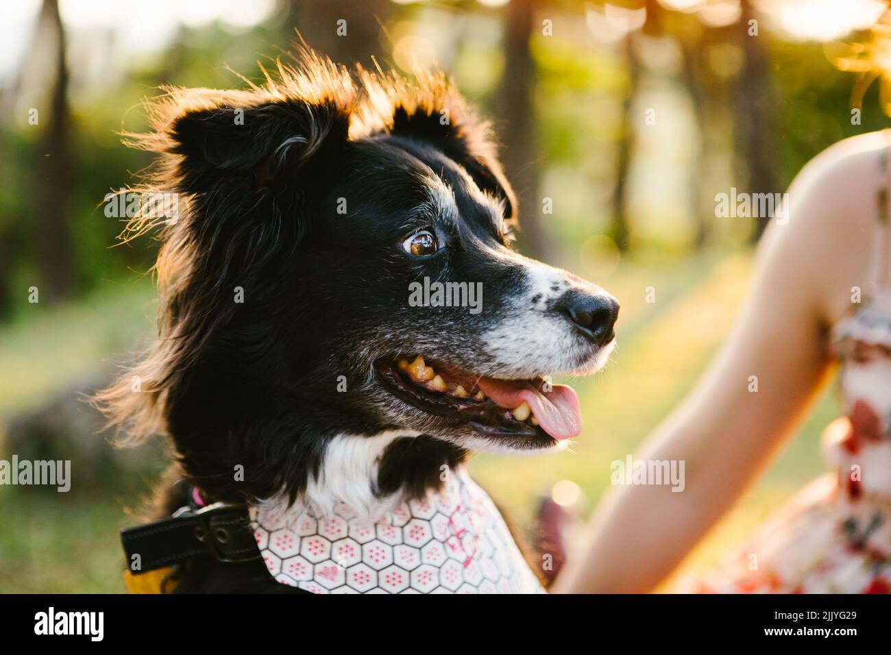 Il cane pastore australiano è felice in luce dorata Foto Stock