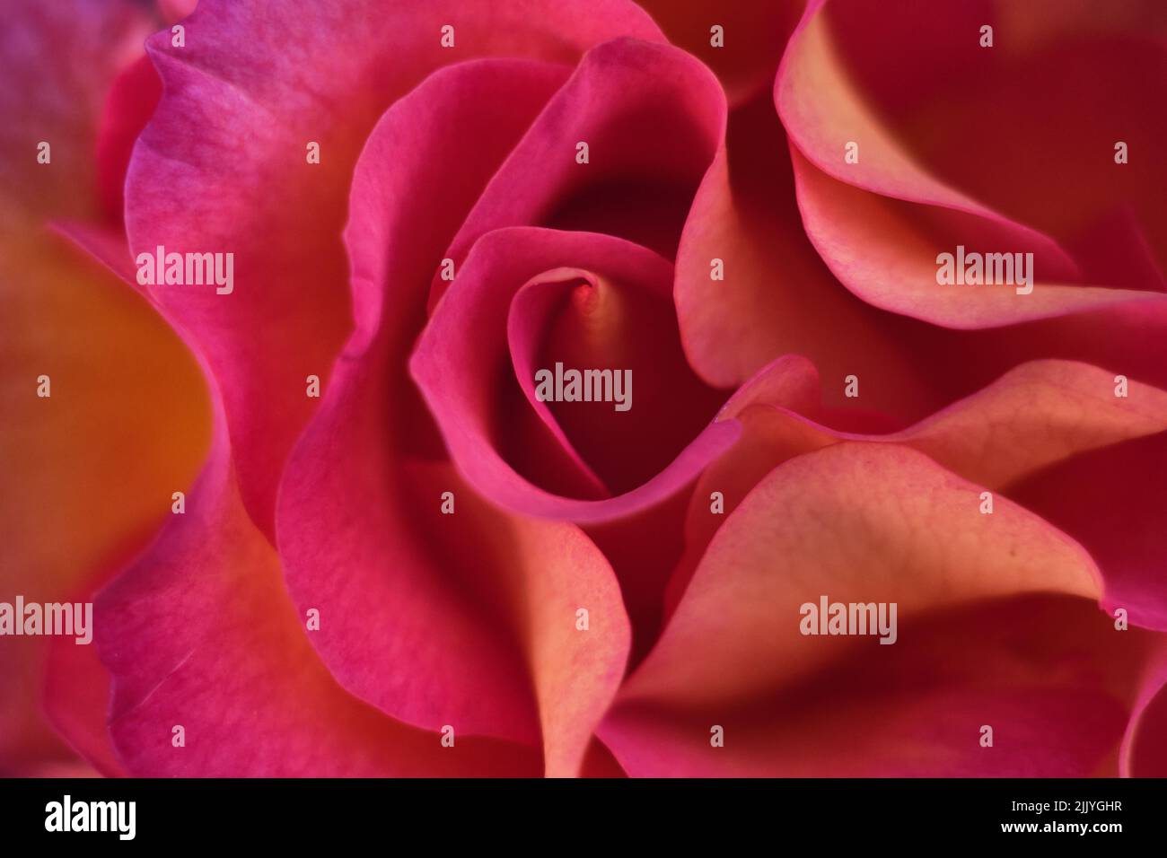 Primo piano dei pedali rosa e rosa arancione Foto Stock