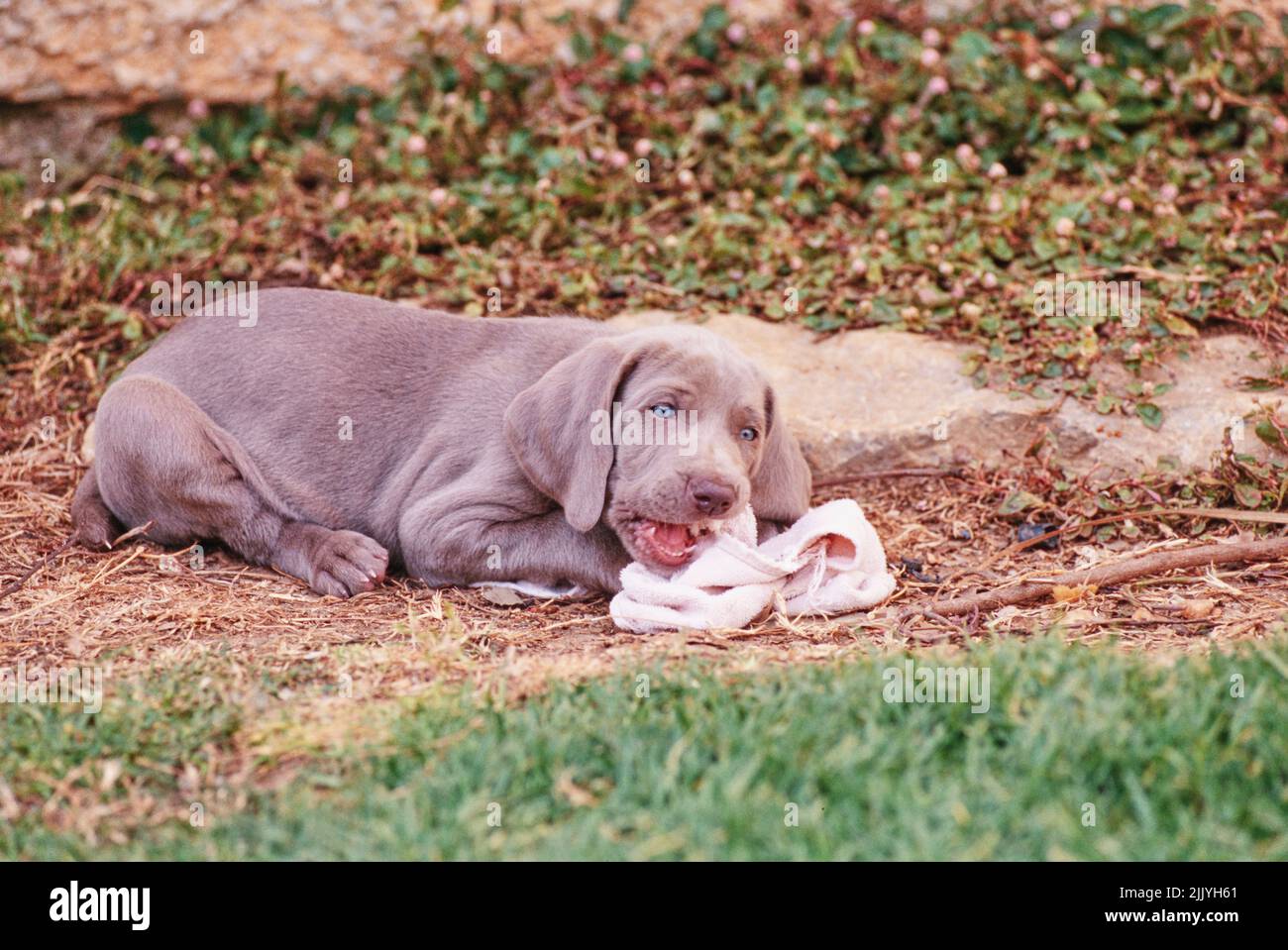 Wimaraner cucciolo fuori masticare su asciugamano Foto Stock