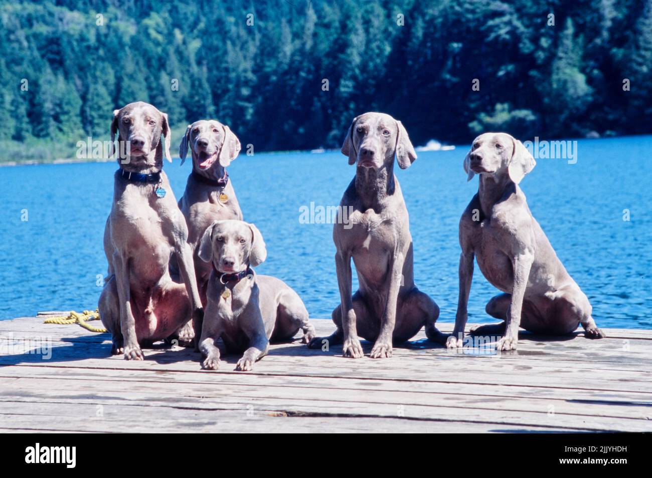 Cinque weimaraners seduti sul molo di fronte al blu acqua e gli alberi Foto Stock