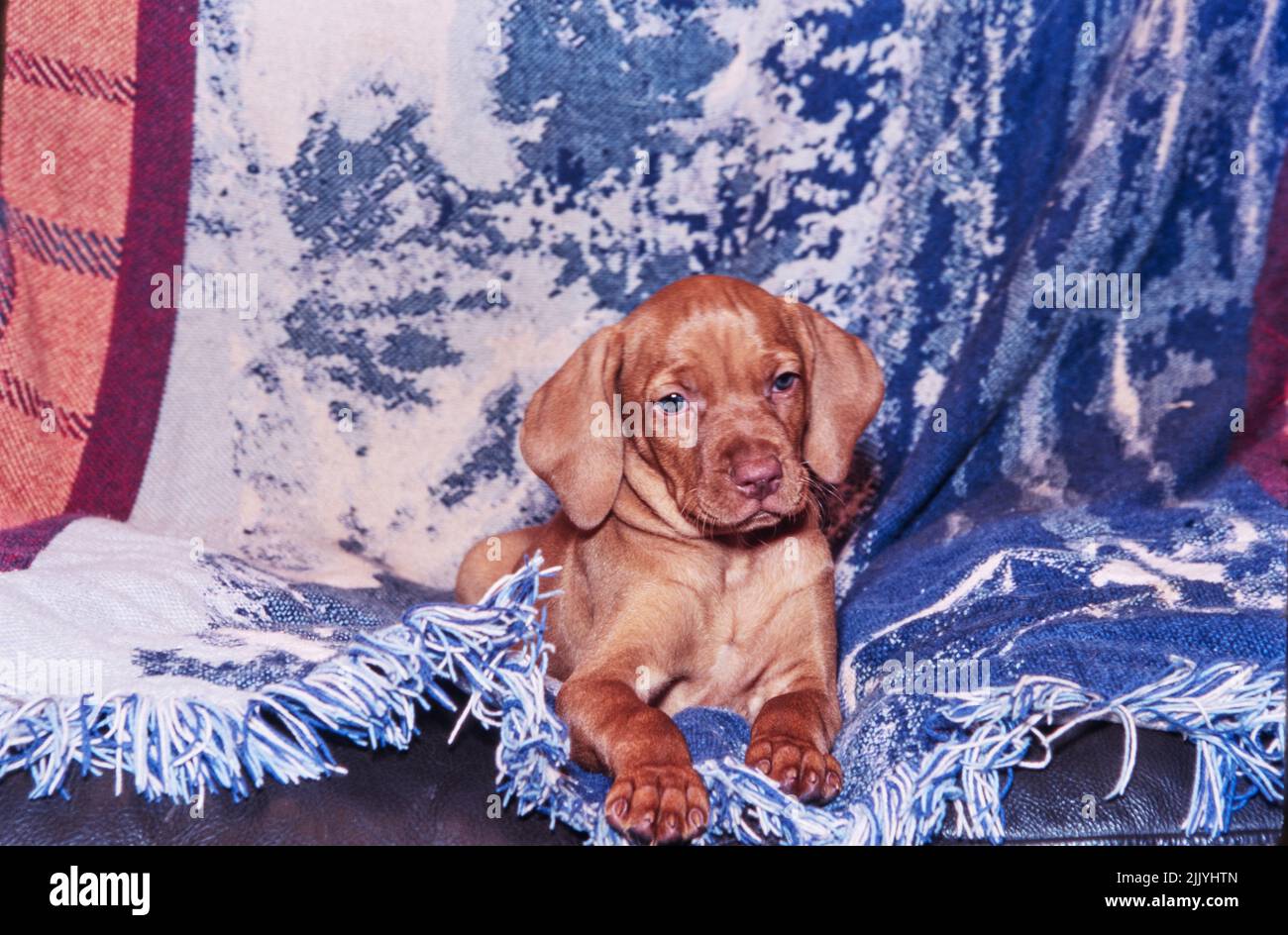 Cucciolo Vizsla adagiato su un divano in pelle su coperte Foto Stock