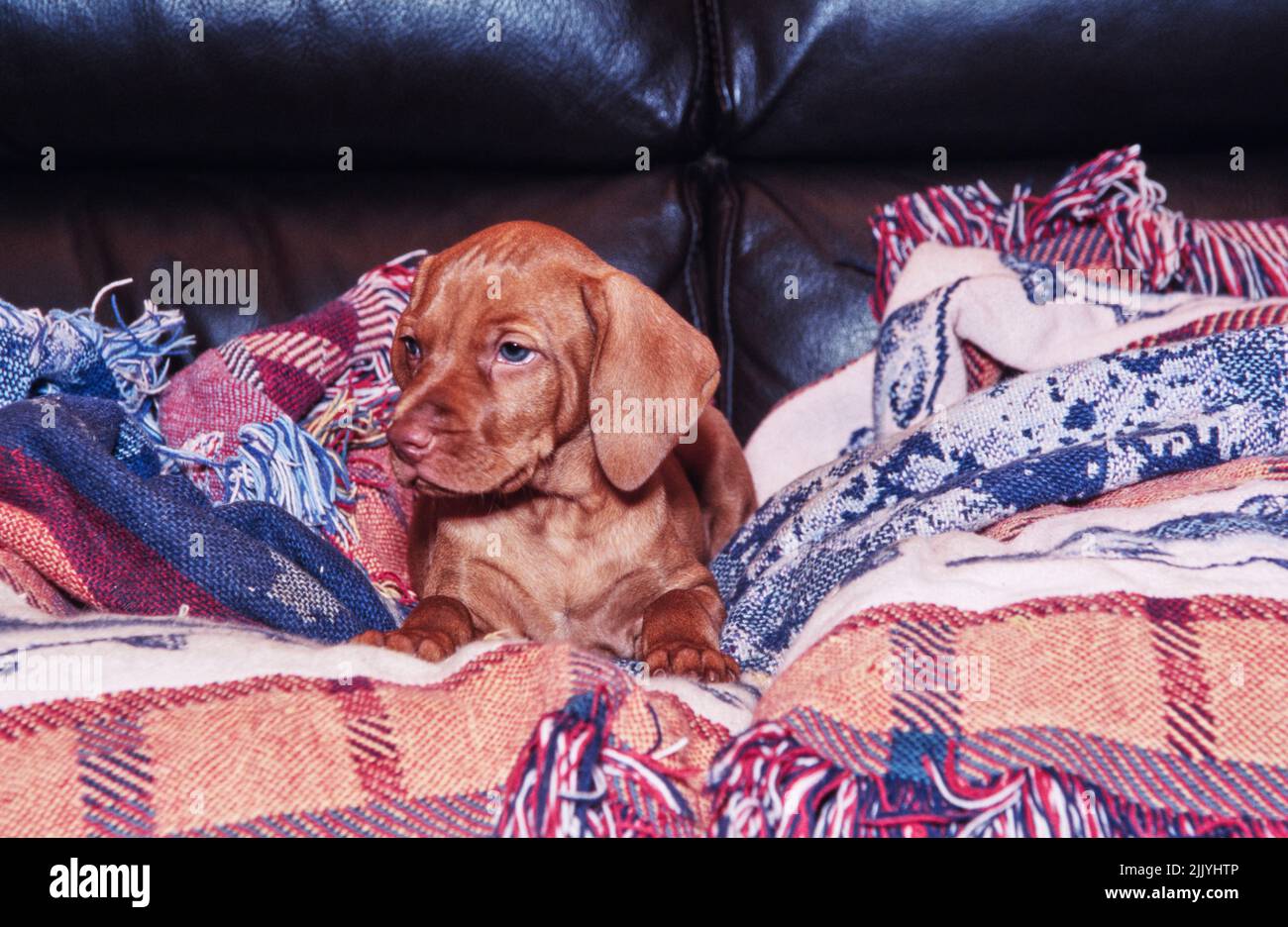 Cucciolo Vizsla adagiato su un divano in pelle su coperte Foto Stock