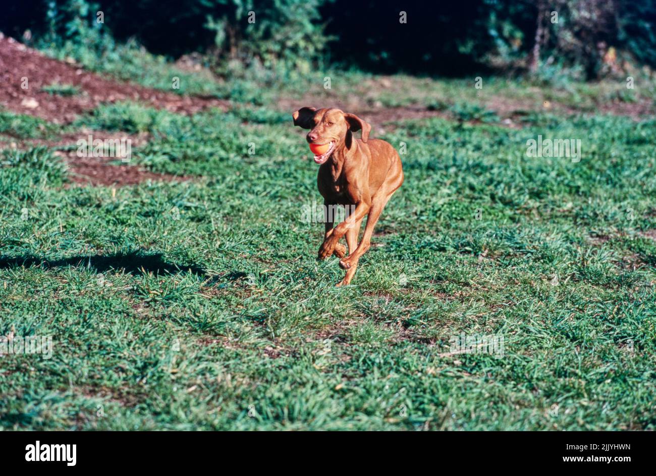 Vizsla che corre all'esterno portando la palla in bocca Foto Stock