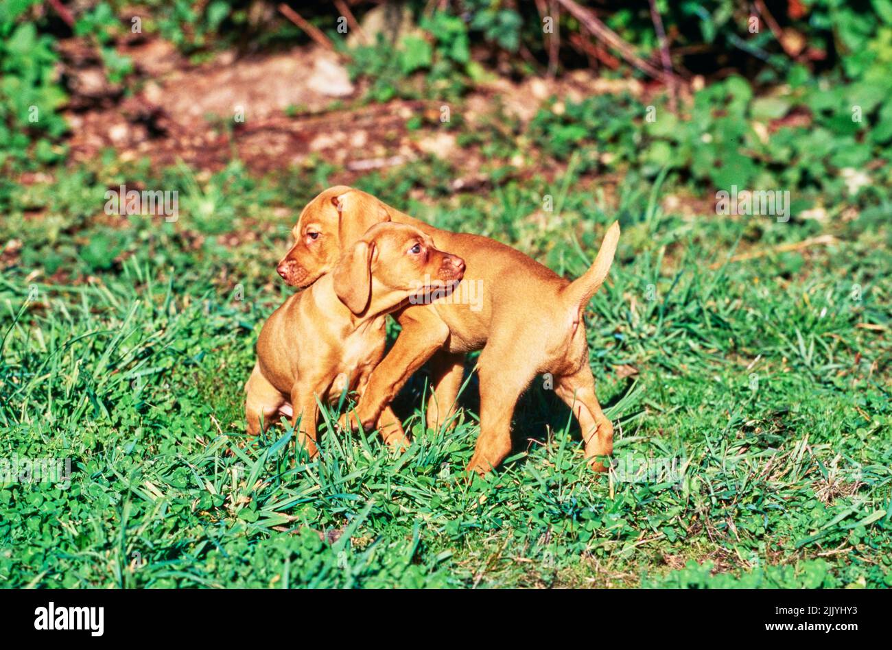 Cuccioli Vizsla che giocano all'esterno in erba Foto Stock