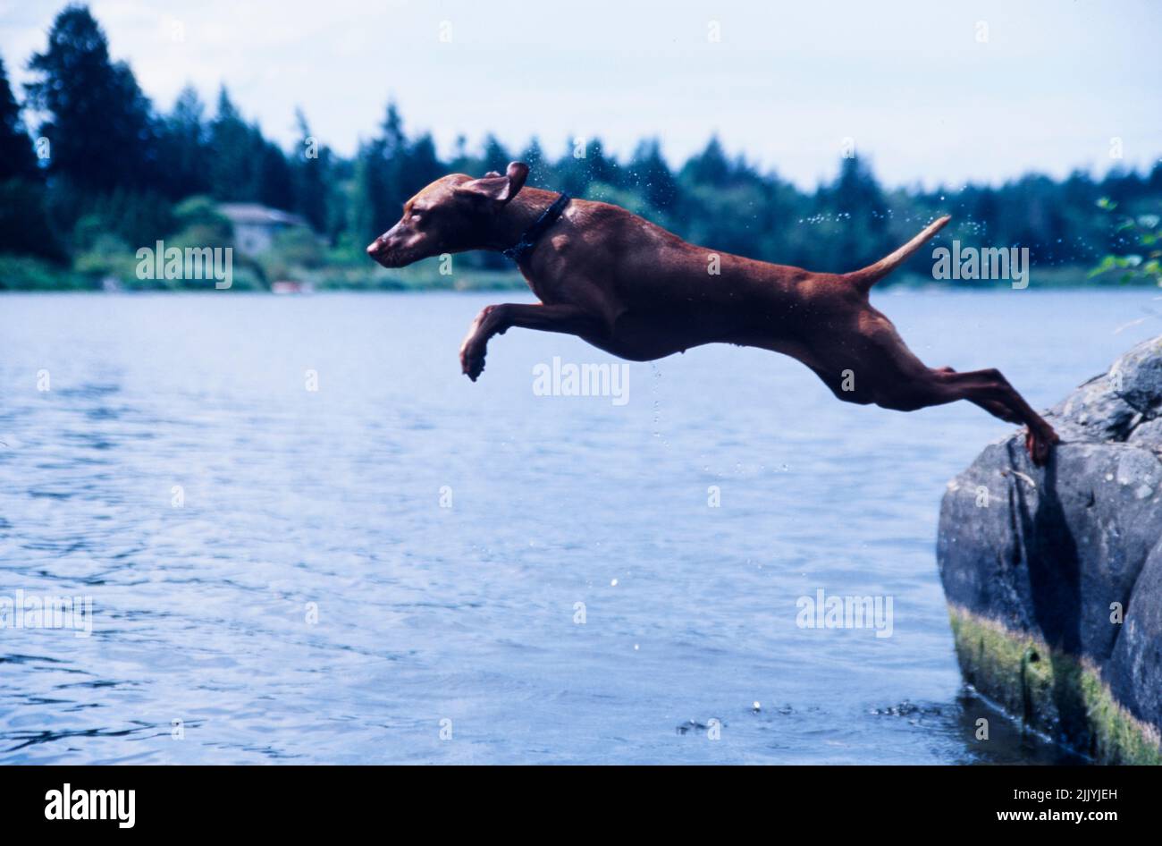 Vizsla fuori saltando in acqua di lago dal bordo di pietra Foto Stock