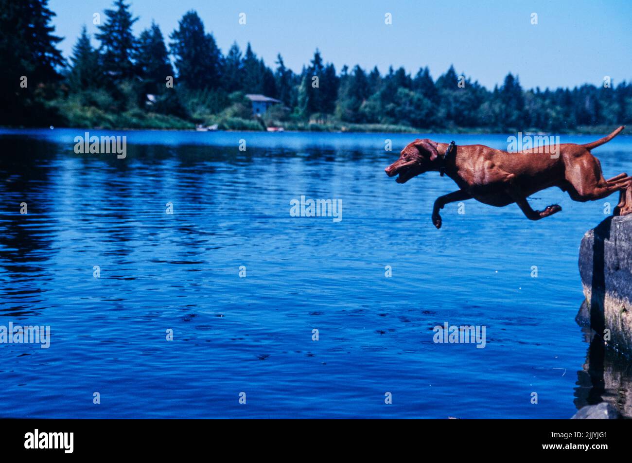 Vizsla fuori saltando in acqua di lago dal bordo di pietra Foto Stock