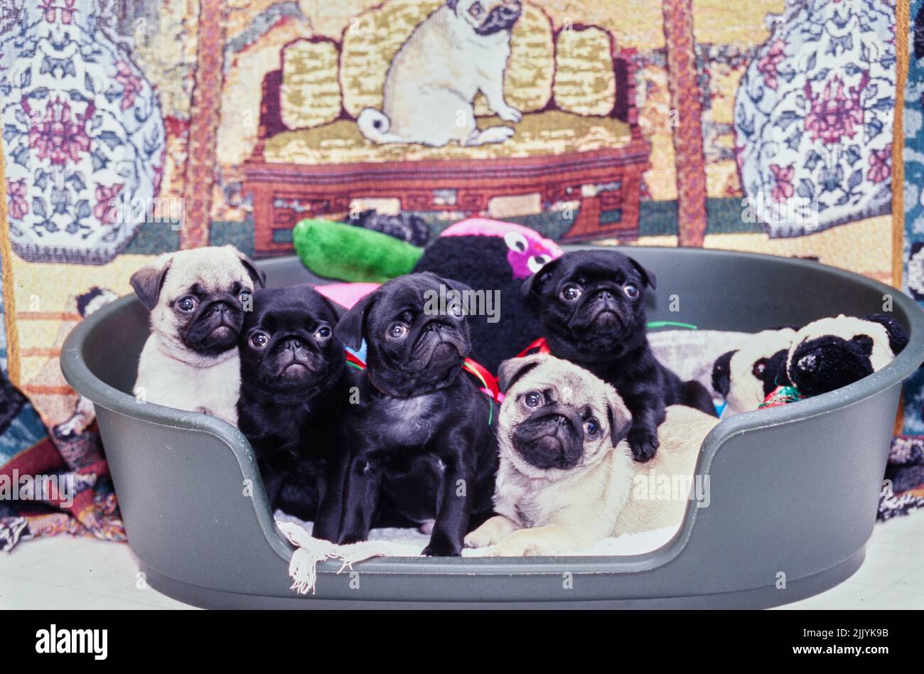 Cuccioli PUG in un letto di cane Foto Stock