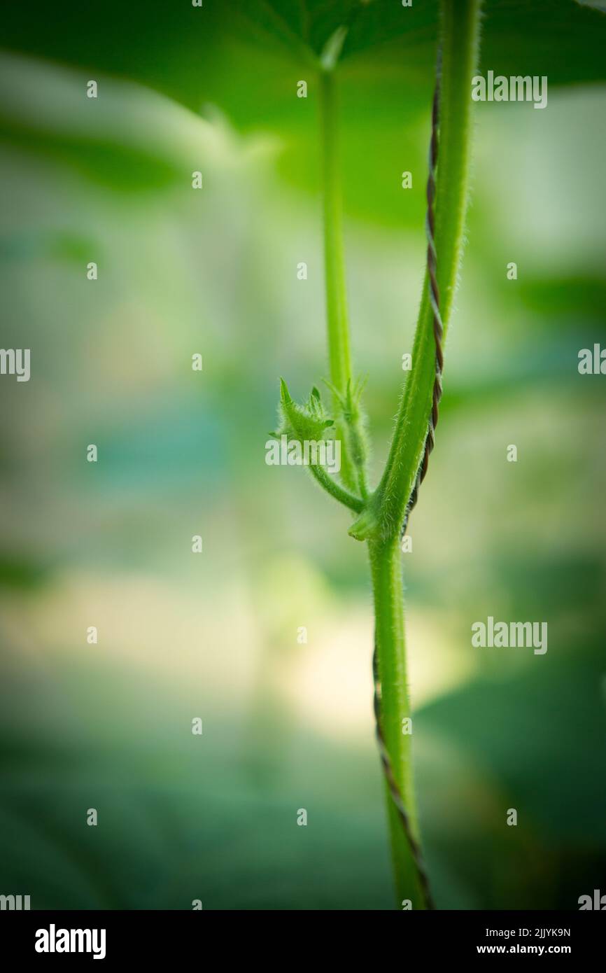 Primo piano di un cetriolo in fiore con messa a fuoco selettiva. Serra biologica piena di piante di cetrioli. Foto Stock