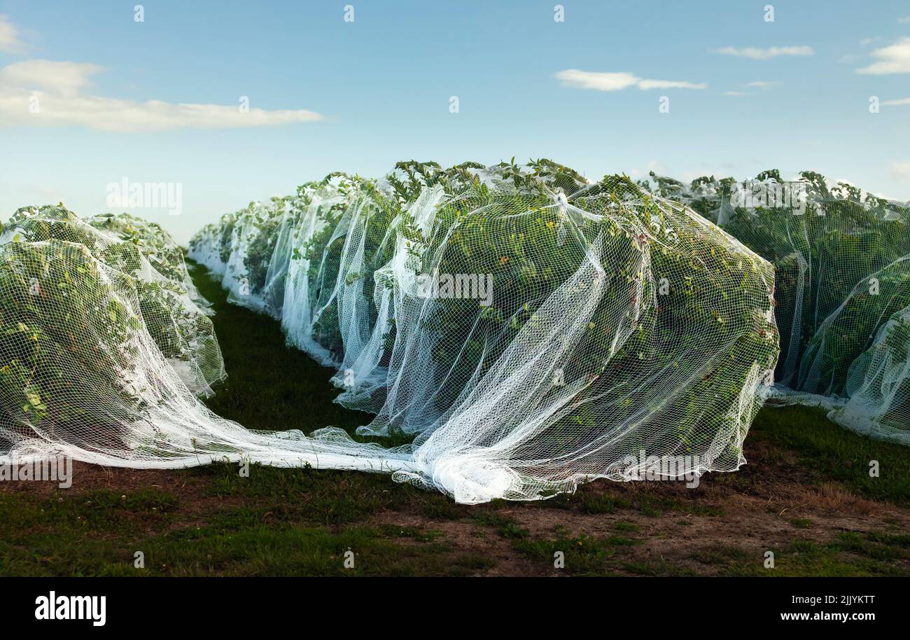 File di cespugli di frutta ricoperti di reti in frutteto Foto Stock