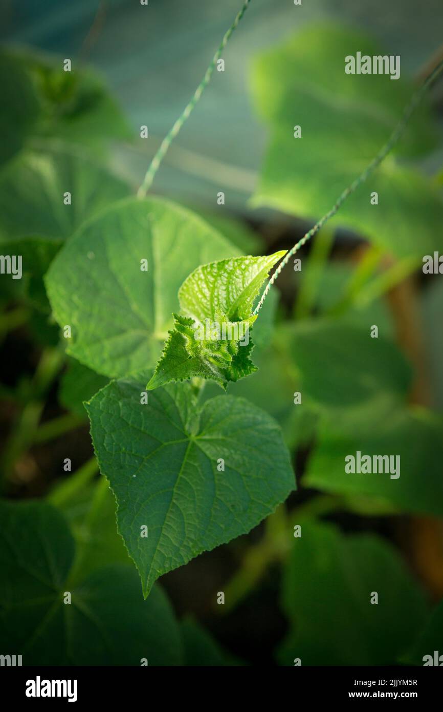 Primo piano di un cetriolo in fiore con messa a fuoco selettiva. Serra biologica piena di piante di cetrioli. Foto Stock