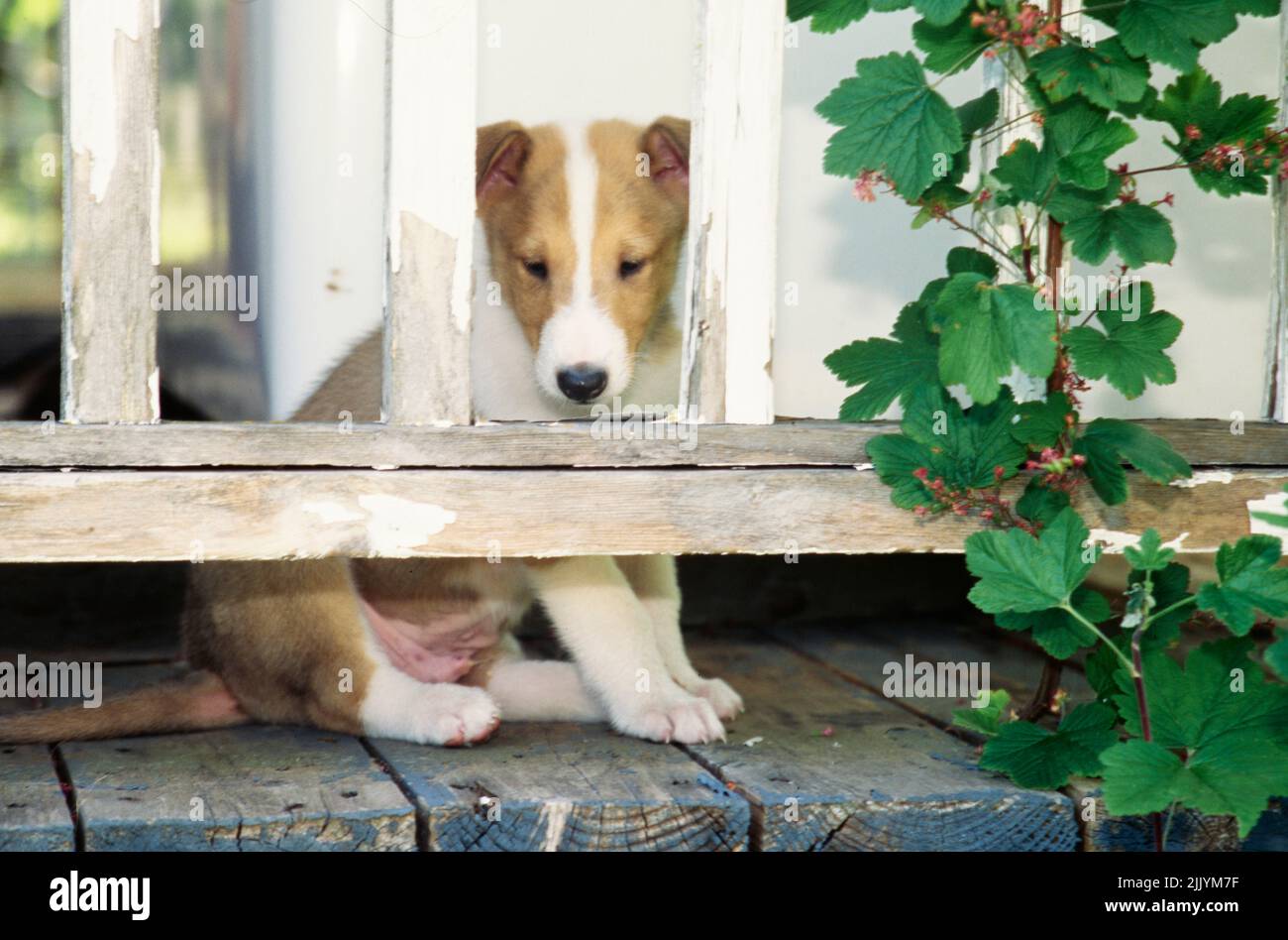 Collie cucciolo attaccando la testa attraverso il portico in legno ringhiera Foto Stock