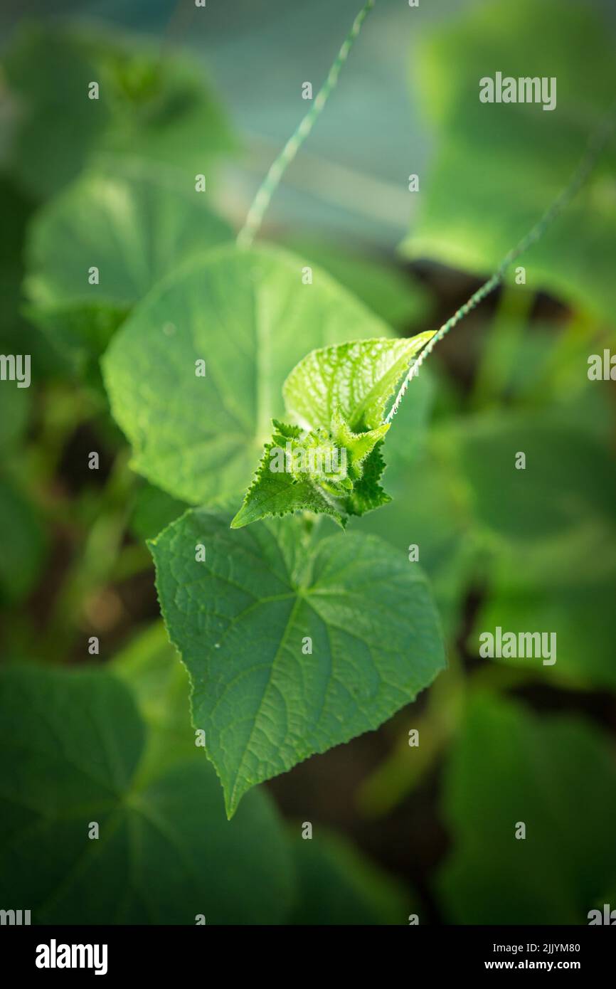 Primo piano di un cetriolo in fiore con messa a fuoco selettiva. Serra biologica piena di piante di cetrioli. Foto Stock