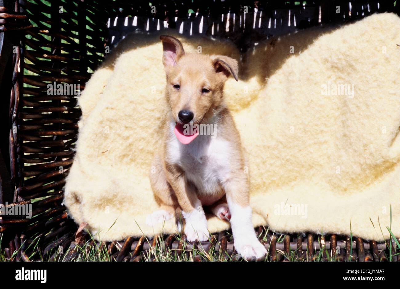 Cucciolo di Collie seduto in un cestino di vimini rovesciato con imbottitura Foto Stock