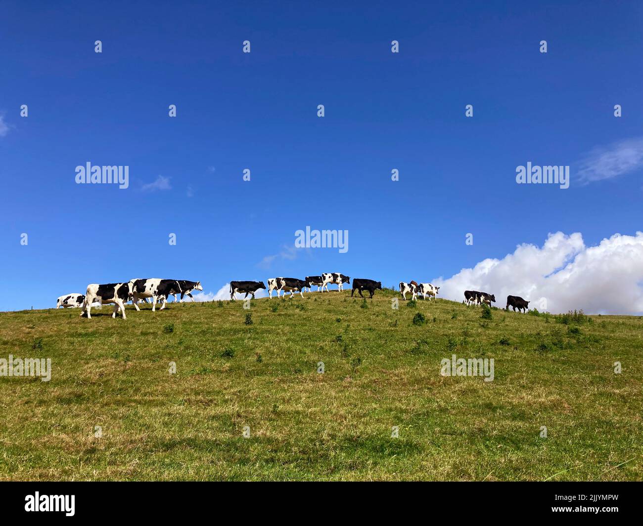 Mucche Irlanda Foto Stock