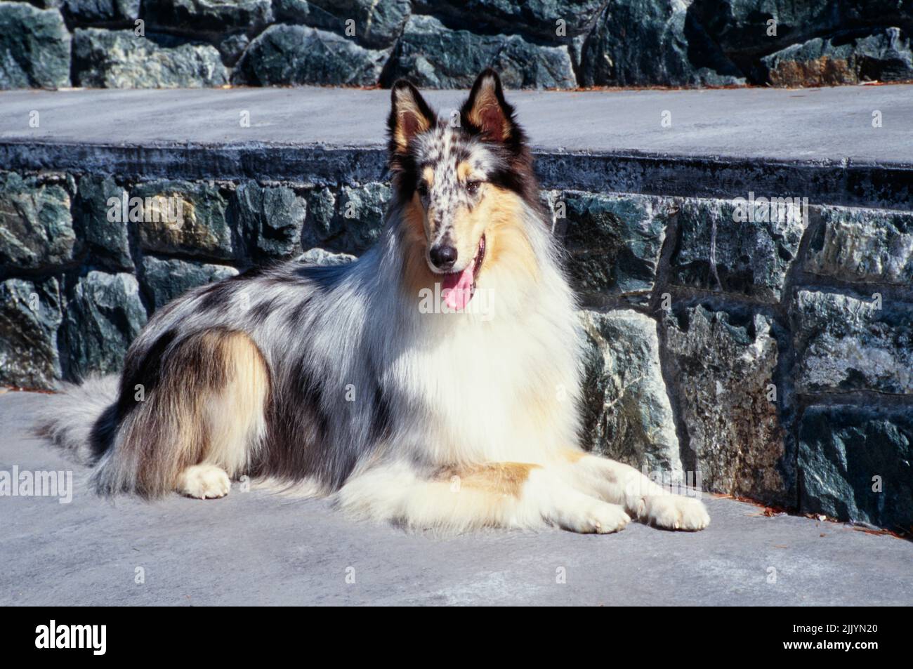 Cane Collie adagiato su calcestruzzo di fronte al muro di pietra Foto Stock