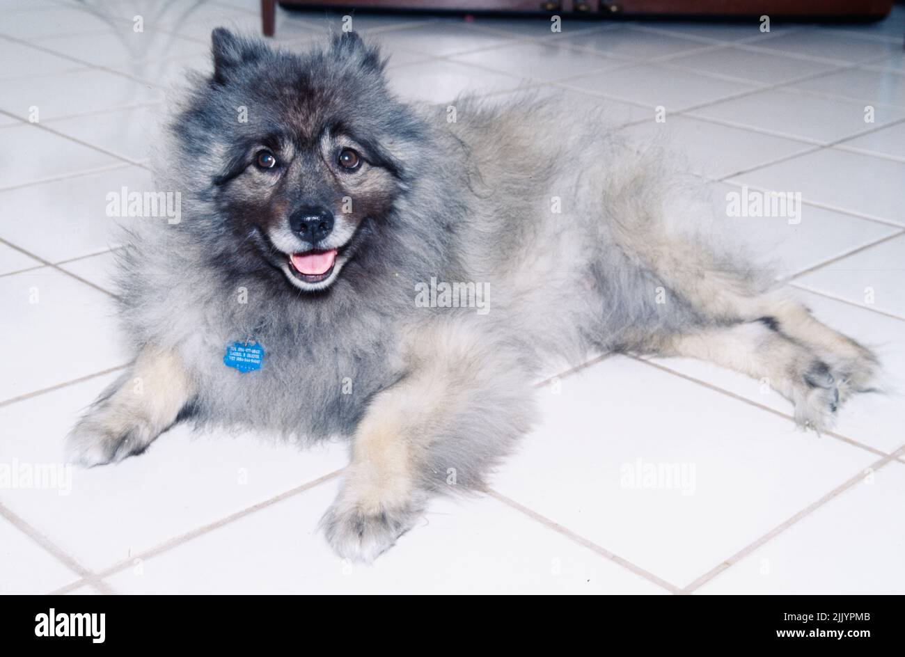 Un cane Keeshond su un pavimento di mattonelle. Foto Stock